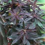 <p>euphorbia amygdaloides ‘purpurea’</p>