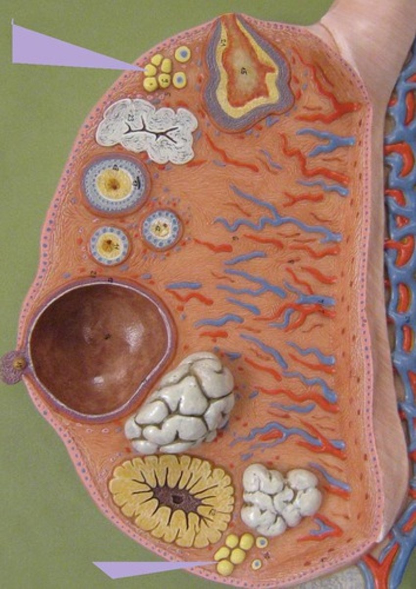 <p>one layer of cells around oocyte</p>