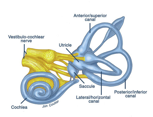 branches of the vestibulocochlear nerve