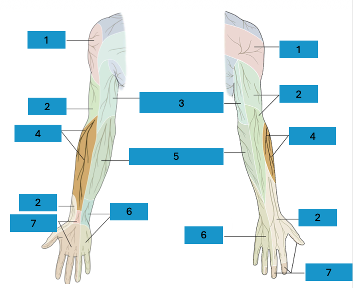 <p>Innervatie arm</p>