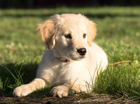<p>der Hund, -e</p>