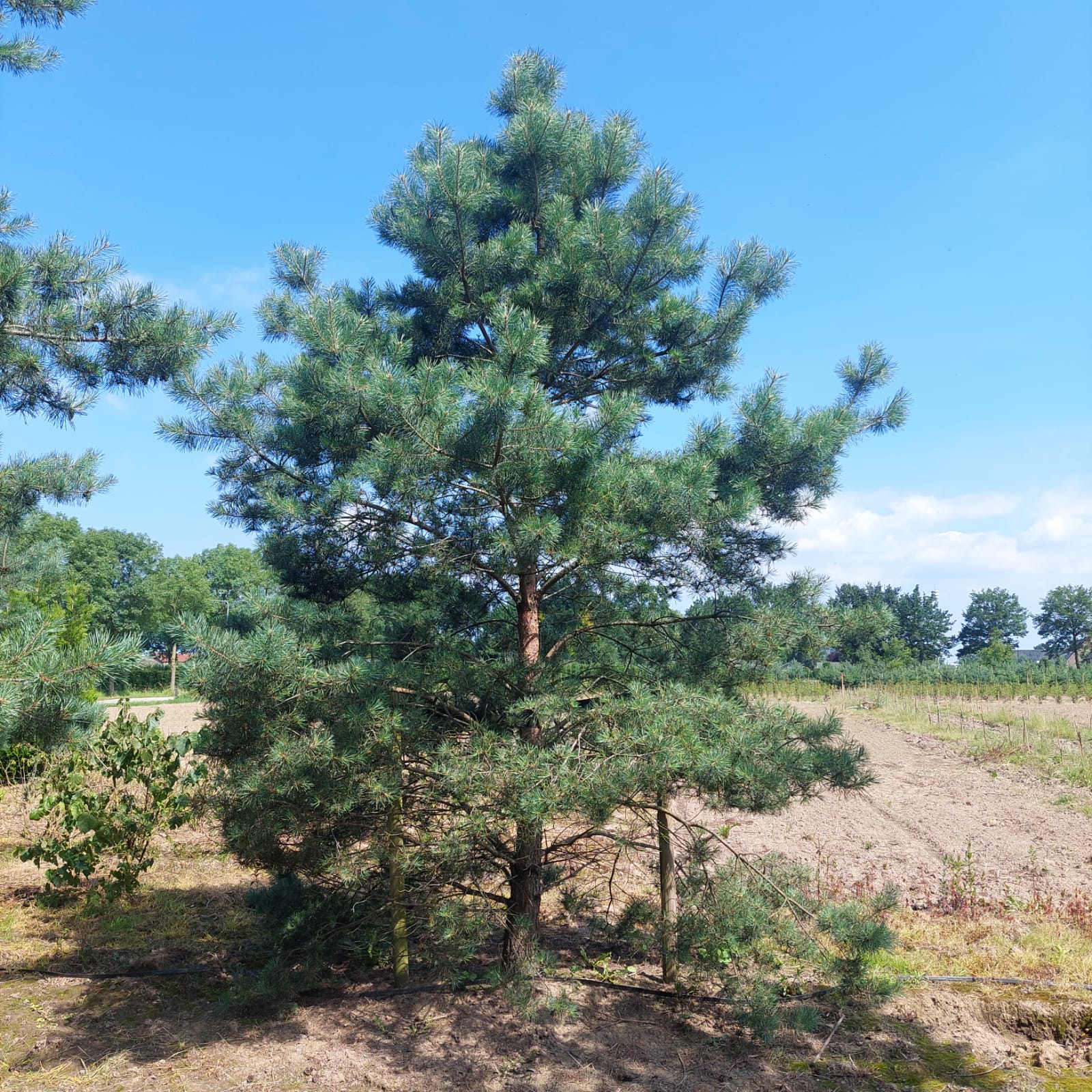 <p>Grove den,&nbsp;Pinus sylvestris</p>