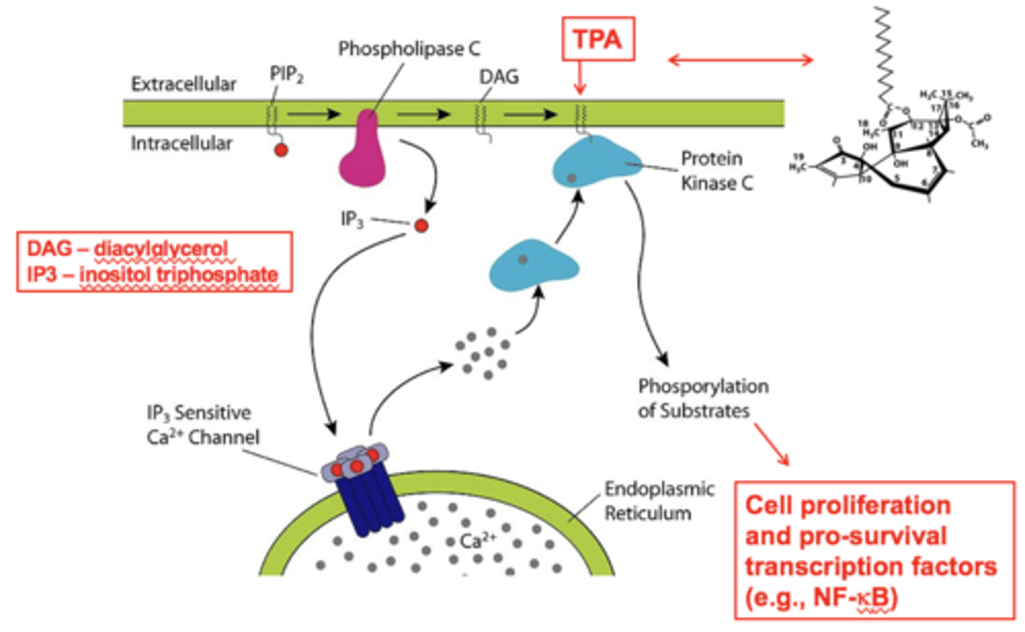 <p>TPA= tissue plasminogen activator (goes right through membrane)</p>