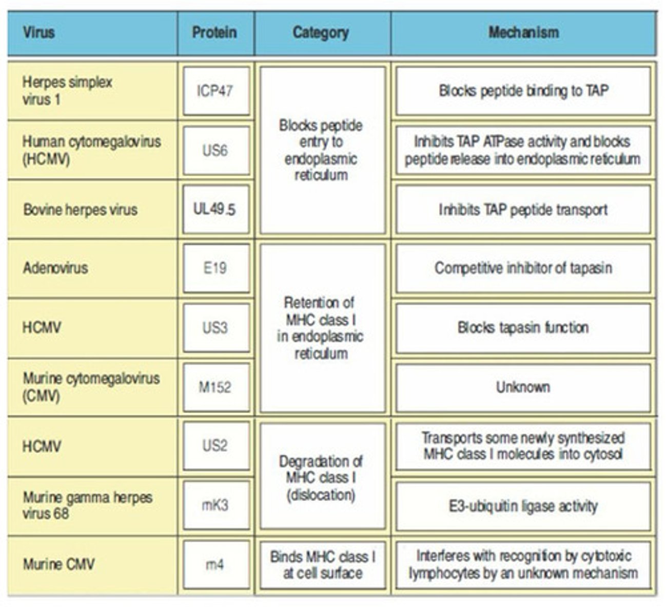 <p>-produced by viruses, interfere with antigen processing that bind to MHC class l molecules</p><p>-made by viruses</p>