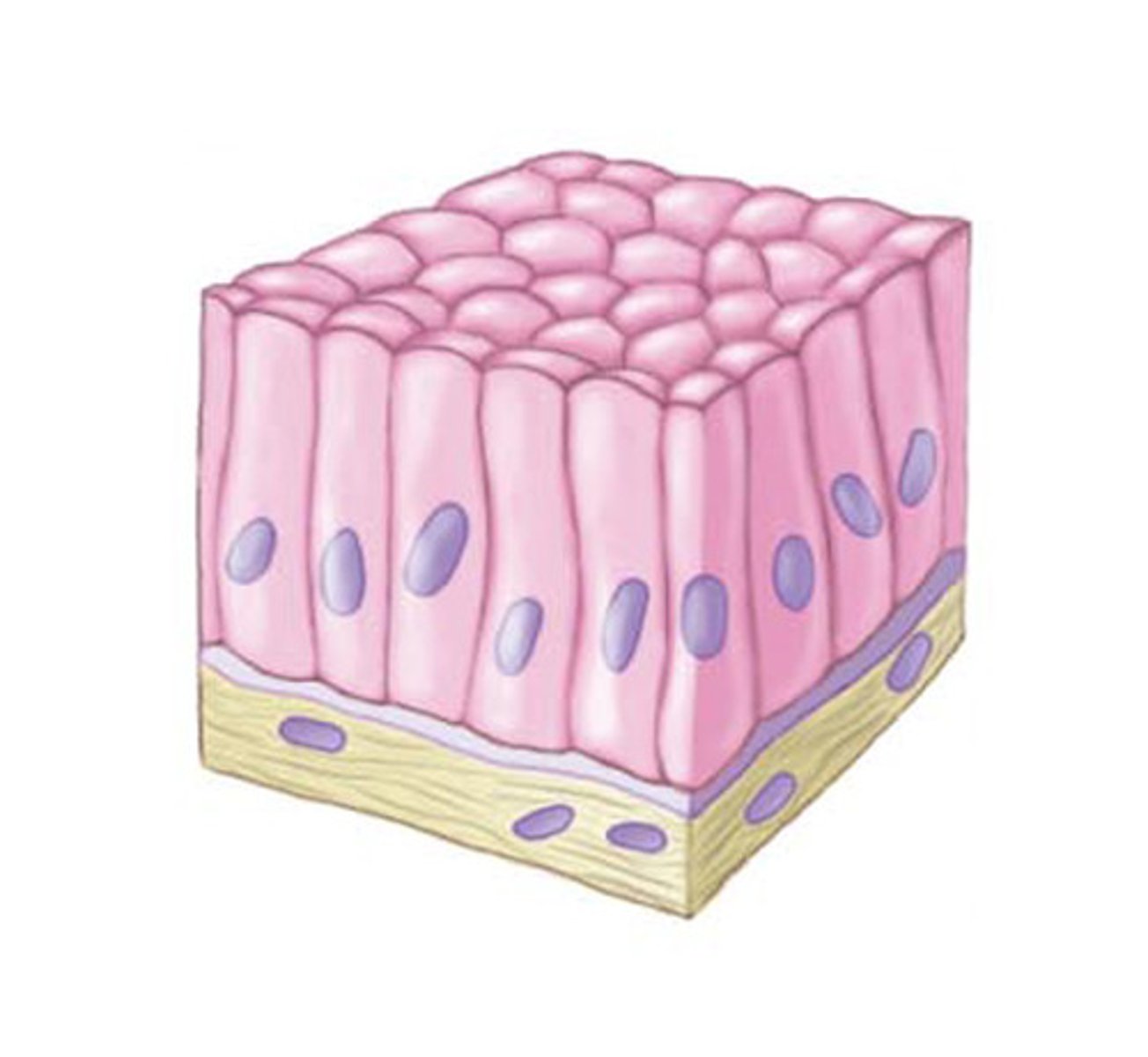 <p>Important for absorption and secretion</p><p>- GI Lining</p>
