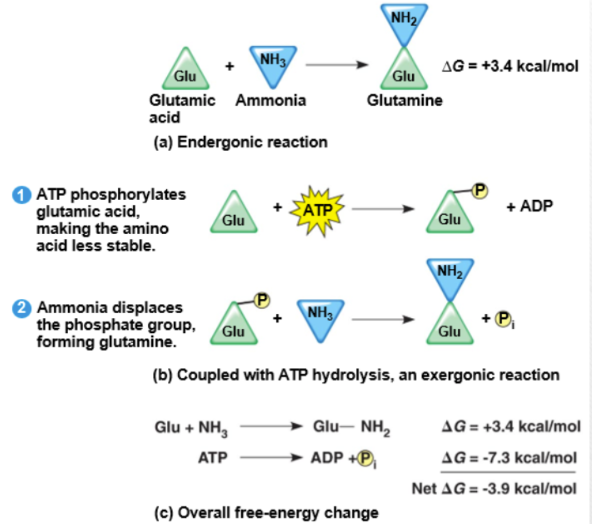 <p>Phosphorylation couples an endergonic reaction with the breakdown of ATP (exergonic), the change in free energy can be driven to a negative value resulting in an exergonic reaction.</p>