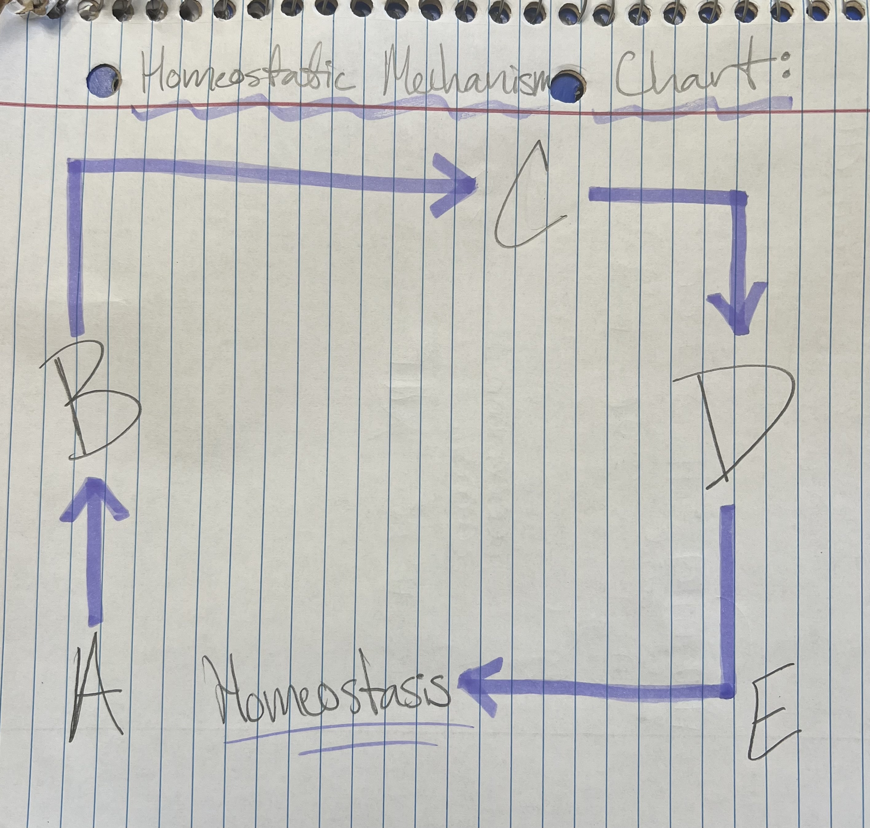 <p>Term and Definition: E?</p>