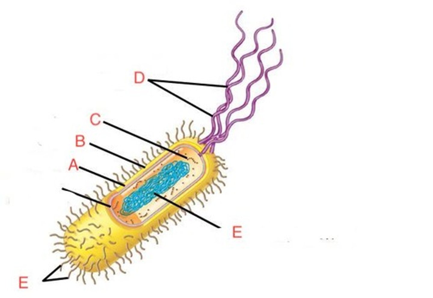 <p>in the figure above the structure labeled A is</p>