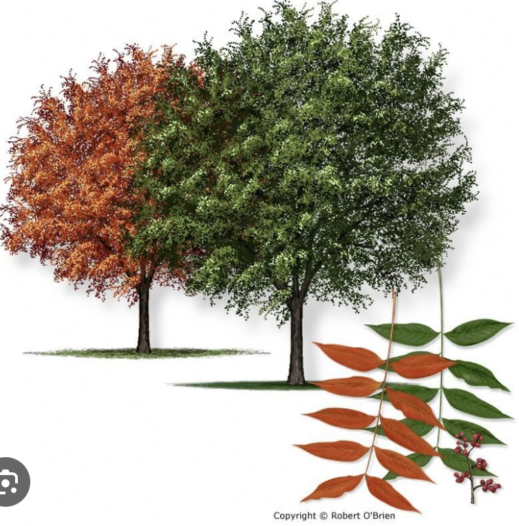 <p>Chinese pistache</p>