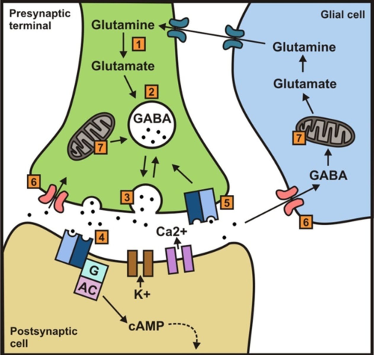 OPT 212 Anxiety Flashcards Knowt