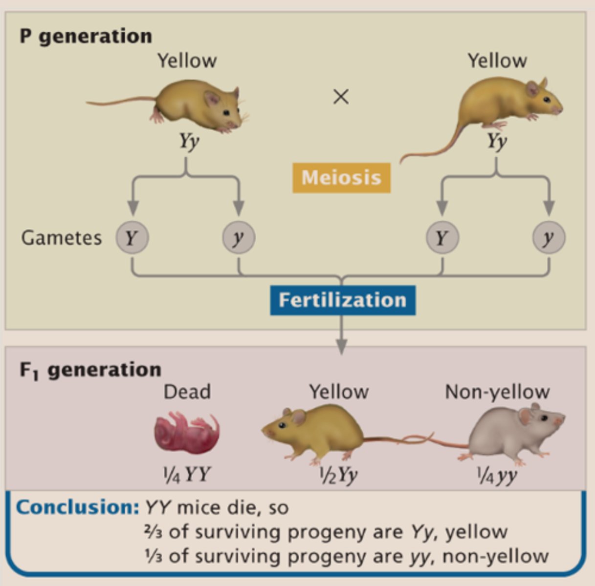 <p>The homozygous YY condition is LETHAL in early development.</p><p>Y= dominat for fur color</p><p>Y= recessive for lethality</p>