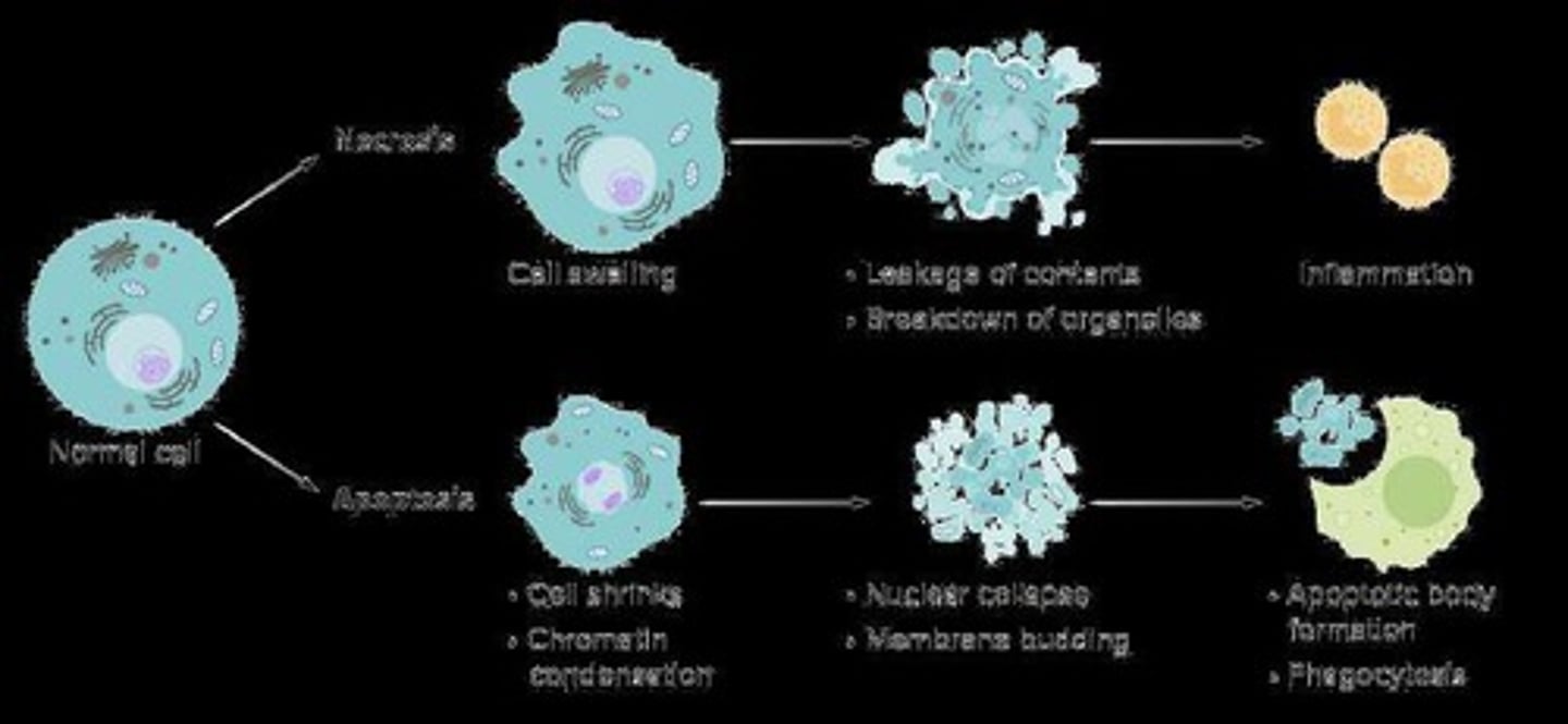 <p>Apoptosis is programmed cell death, while necrosis is uncontrolled cell death due to injury.</p>
