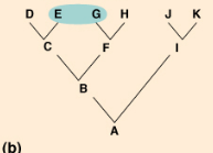 group of organisms that does not include the most recent common  \n ancestor of those organisms.