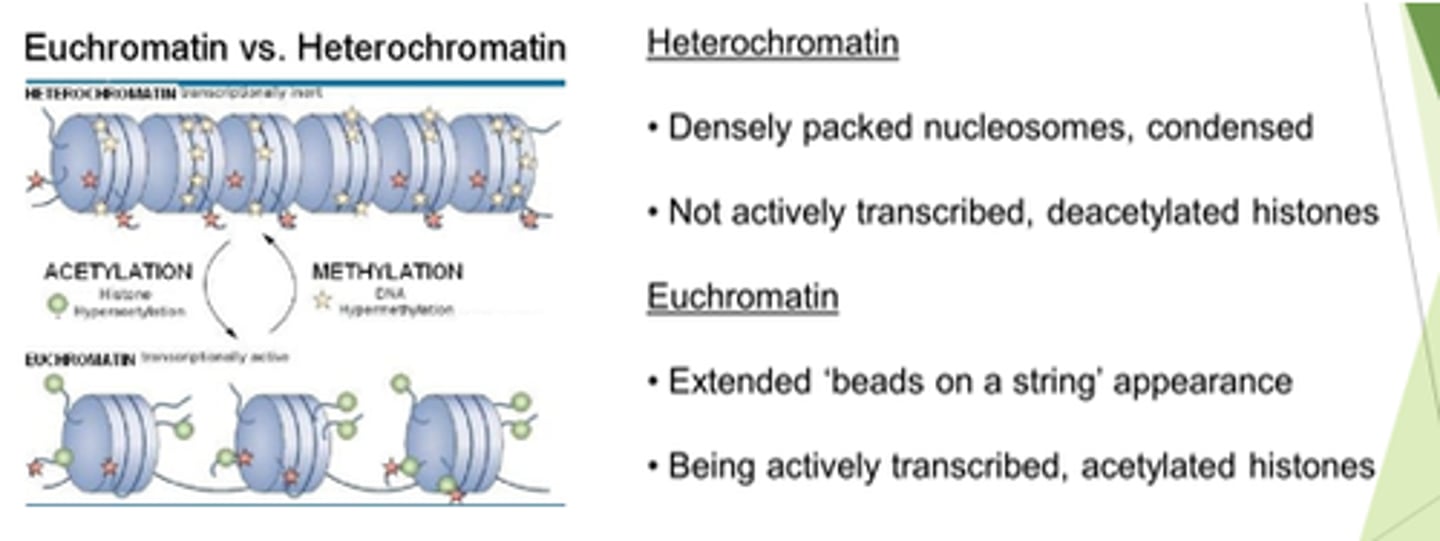<p>- Densely packed nucleosomes.</p><p>- Condensed.</p><p>- Not actively transcribed.</p><p>- Histones are deacetylated.</p>