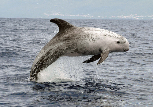Identify the scientific name of Risso’s dolphin?