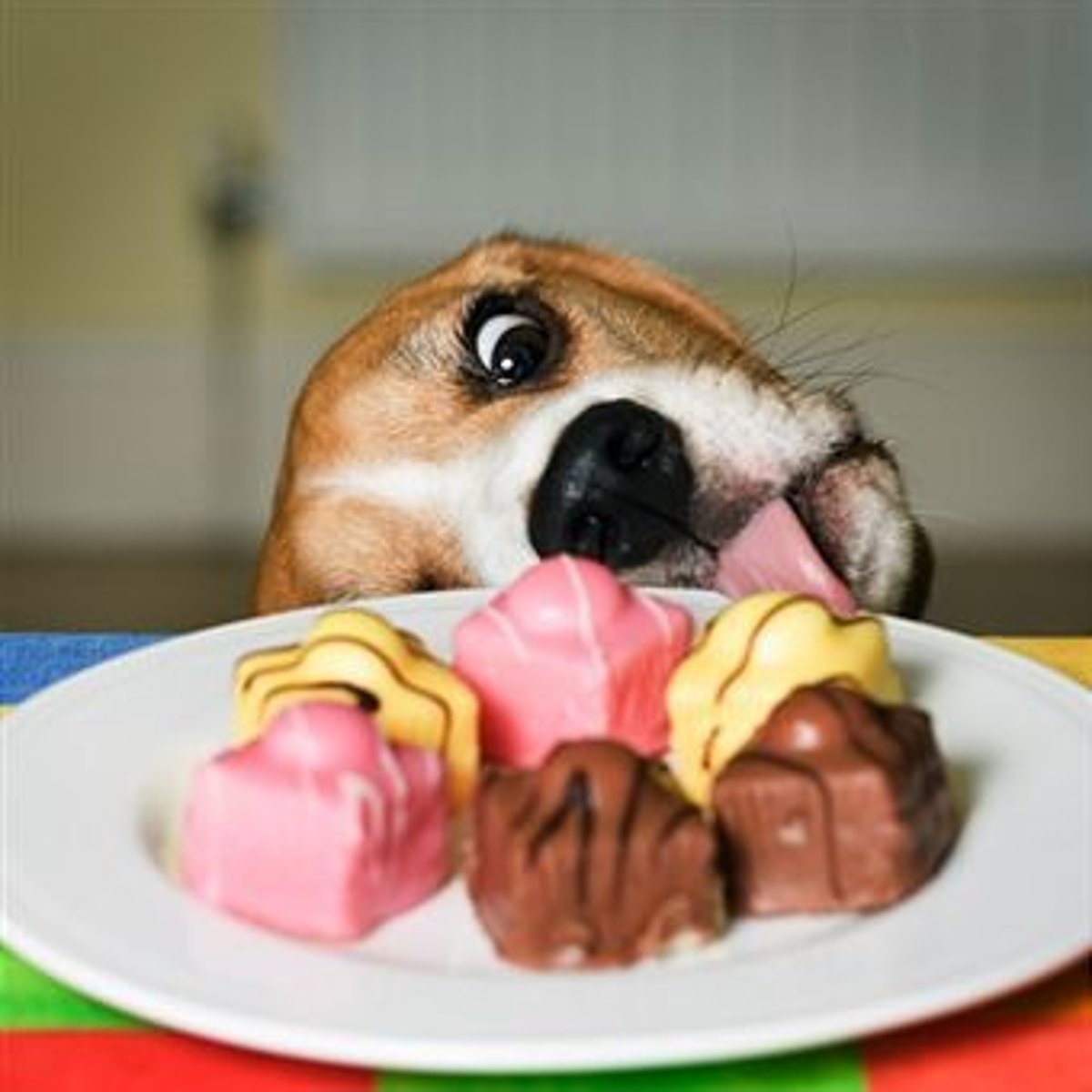 <p>To indulge, satisfy or please; to be a source of satisfaction</p>