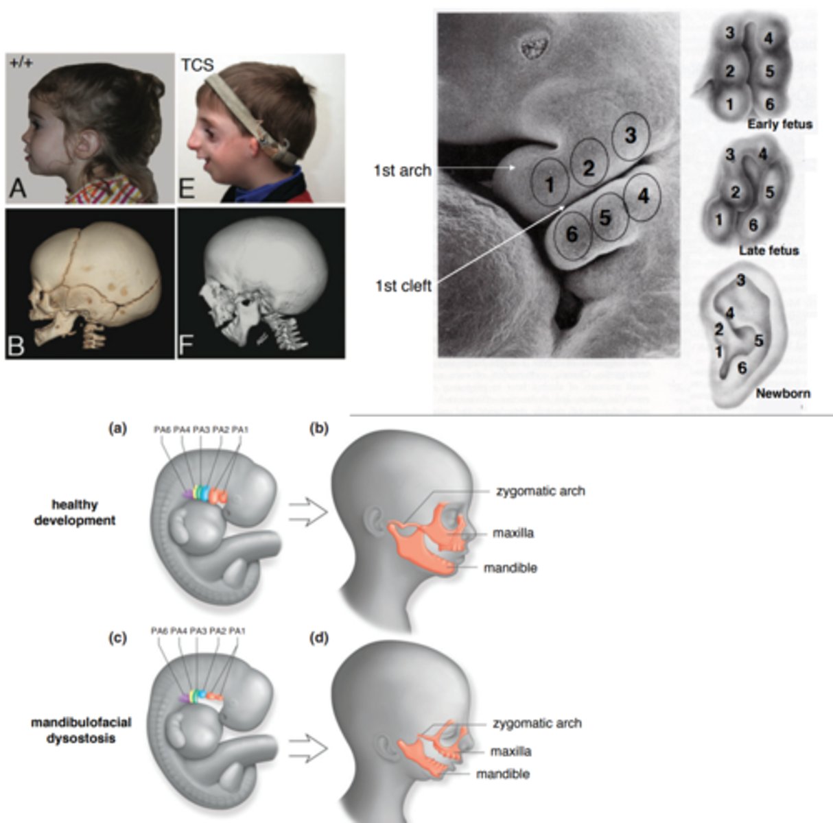<p>Genes affect our environment, and our environment influences the expression of our genes.</p>