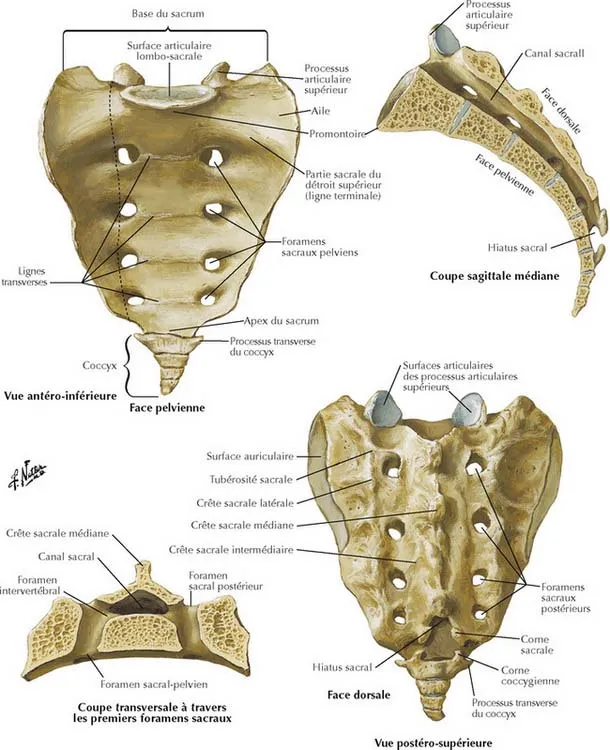 <ul><li><p>la colonne lombaire se pose sur le sacrum (disque intervertébral entre L5/S1)</p></li><li><p>coccyx</p></li><li><p>s&apos;articule avec 2 pièces osseuses sur les côtés = iliums → délimitent bassin par l&apos;intermédiaire de surfaces auriculaires (cartilagineuses)</p></li></ul>