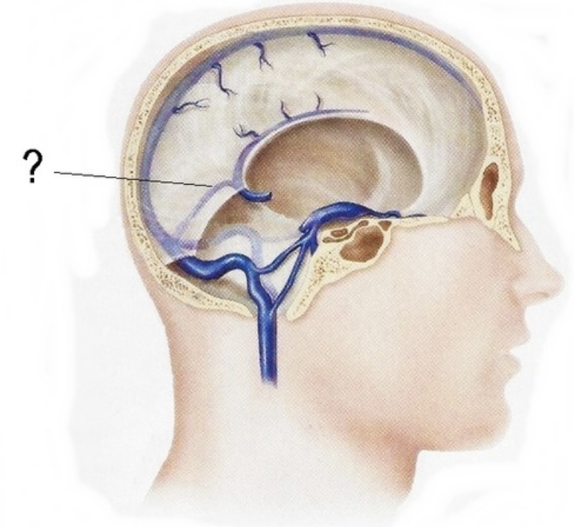 <p>joins left transverse sinus</p>