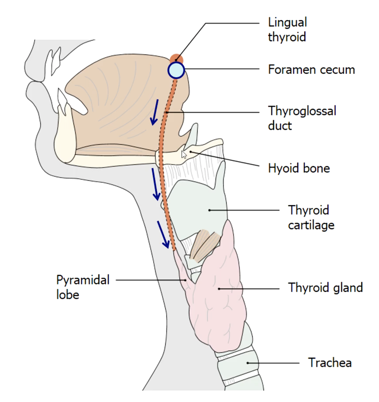 <p>base of the tongue (foramen cecum)</p><p>that’s why some people have a pyramidal lobe of thyroid</p>