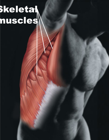 <p>Muscular</p>