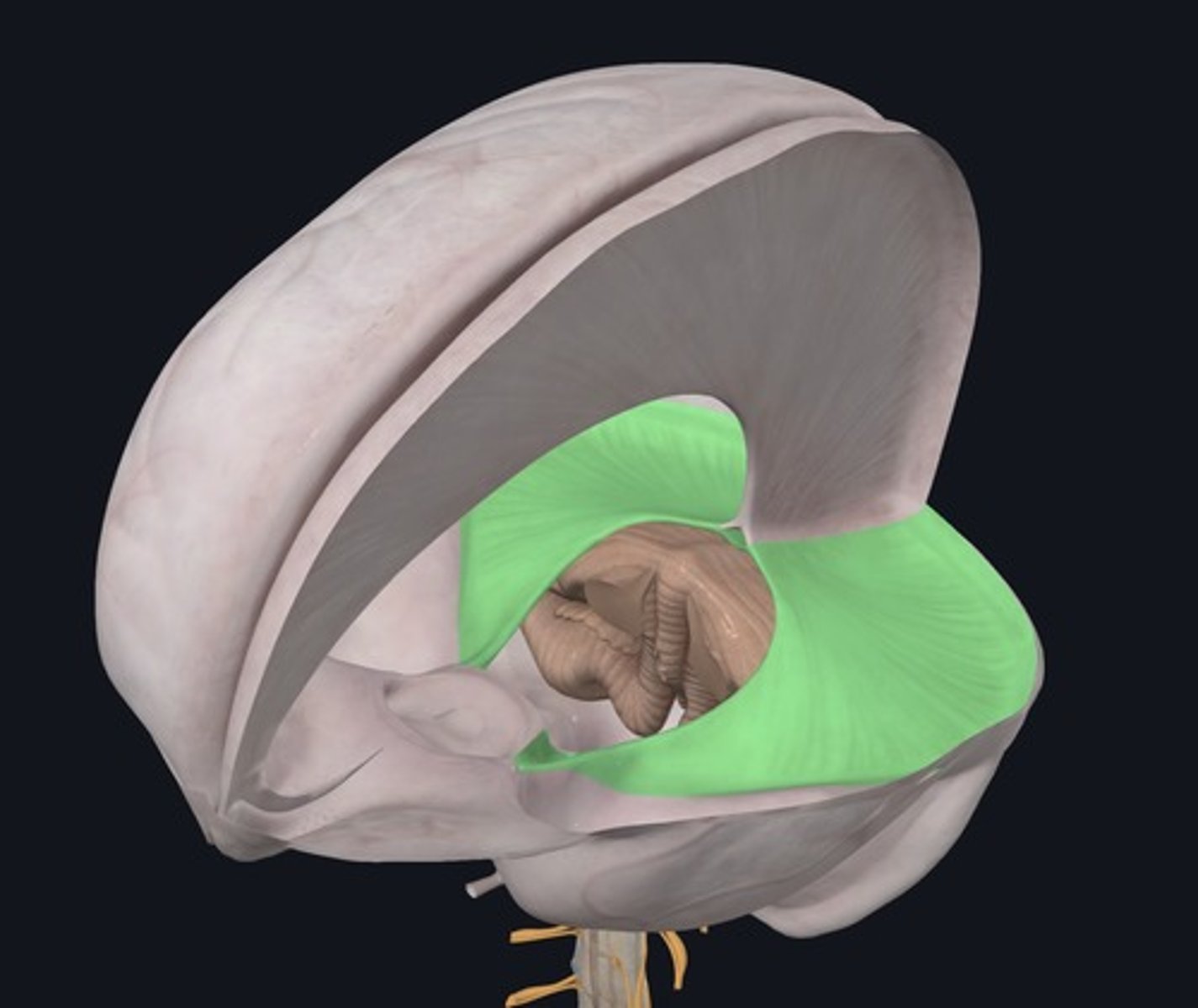 <p>Name the structure highlighted green.</p>