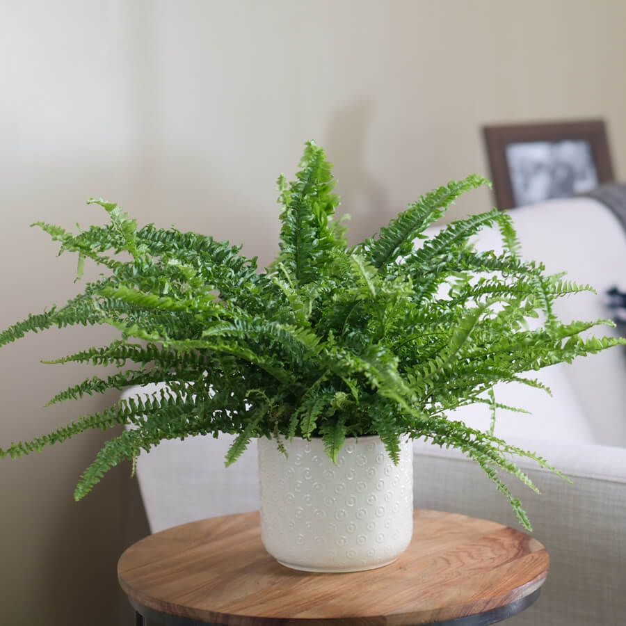 <p><em>Nephrolepis exaltata</em> - Cold hardiness (zone 8-11, perennial), 2ft tall, 3-4ft wide, medium light, mesophyte, moist drained soil, low pH, slightly damp, long fronds arising from soil on back of leaflets, hanging baskets, native to southern US</p>