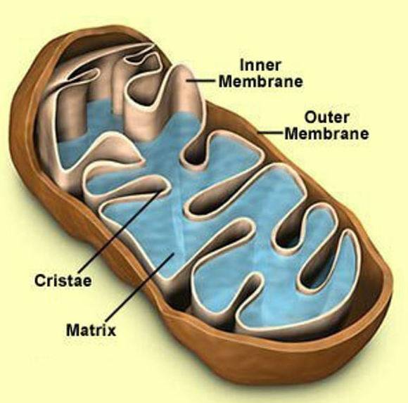 <p>contain enzymes that oxidize foodstuffs to produce cellular energy (ATP), powerhouse of the cell</p>