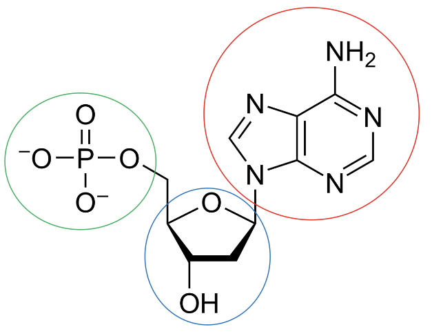 <p>What is circled in red?</p>