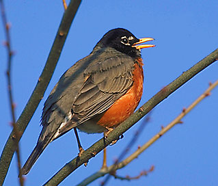 <p>slight nick near the tip of tomia of one or both mandible</p><p>robin</p>