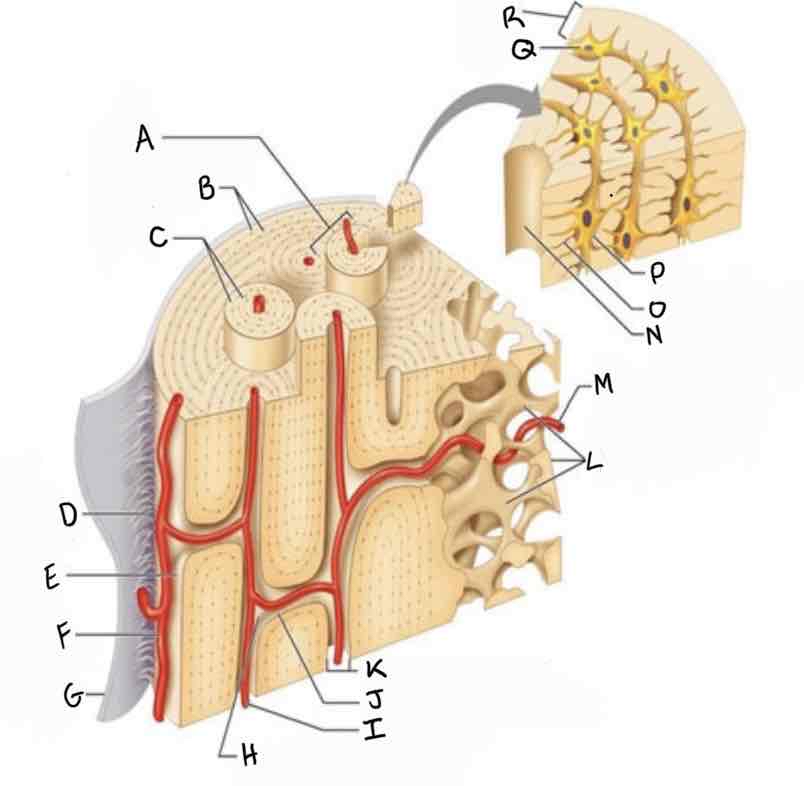 <p>Lecture FRQ: what part of the bone is labeled Q?</p>