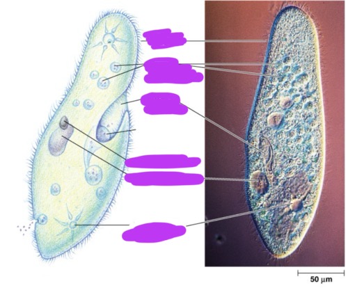 <p>Label + Identify Domain, Major Clade, Kingdom? Clade, Group?, Genus?</p>