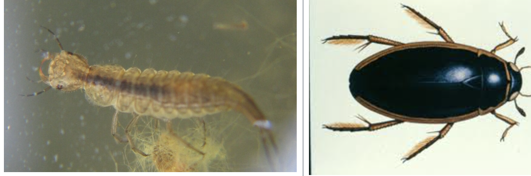 <p>importance: C5, larvae need oxygen</p><p>ecology: eaten by birds, mammals, fish</p><p>life: CM</p><p>feeding: fish, tadpoles, worms</p>