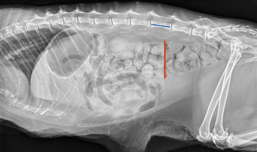 <p>radiographs--> ratio of maximal diameter of the colon to L5 length:</p><p>ratio <1.28=normal</p><p>ratio >1.48= megacolon</p><p>diagnosis of exclusion</p>