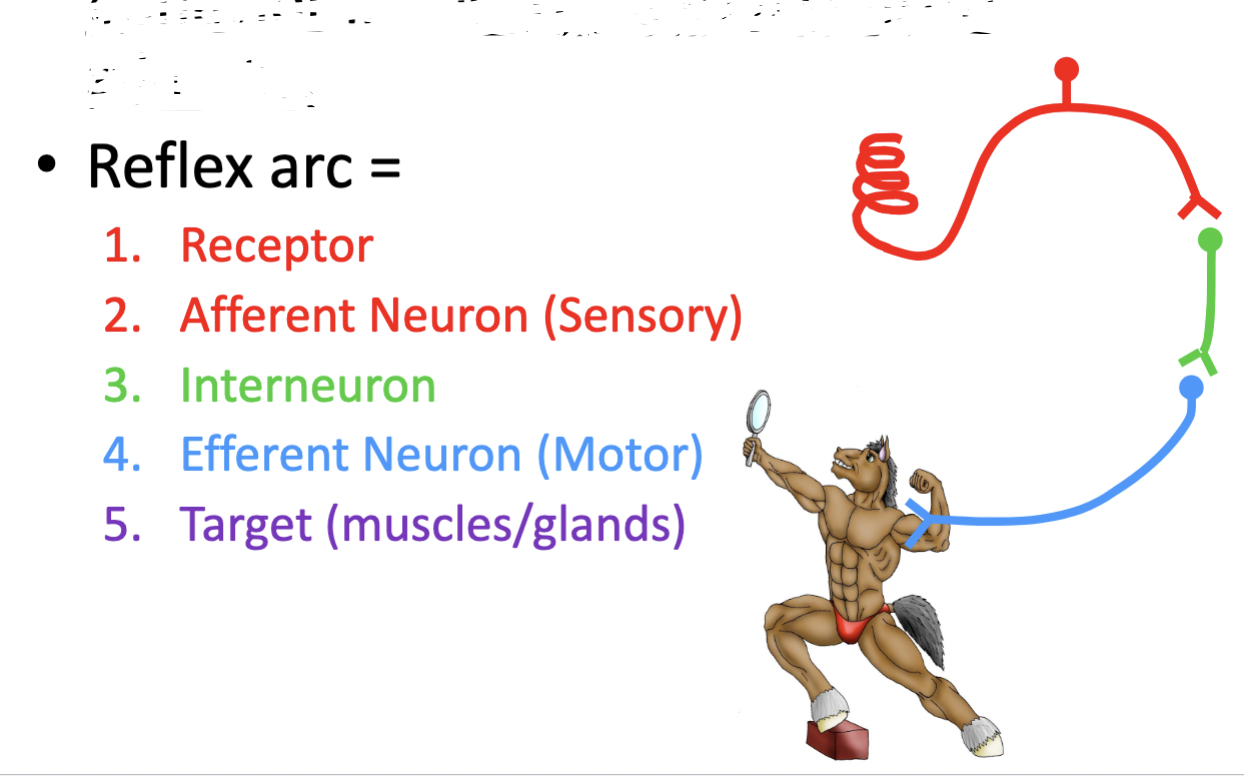 <p>A stereotyped motor event driven by a sensory stimulus &amp; local circuit - can operate without consciousness (without UMN from brain)</p><p>reflex arc = 1. receptor 2. afferent neuron (sensory) 3. interneuron 4. efferent neuron (motor) 5. target (muscles/glands)</p>