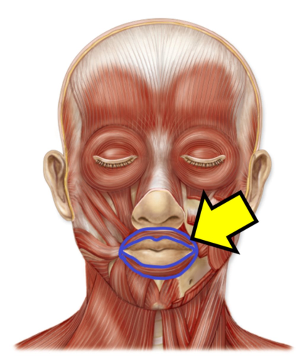 <p>Name the muscle.</p>