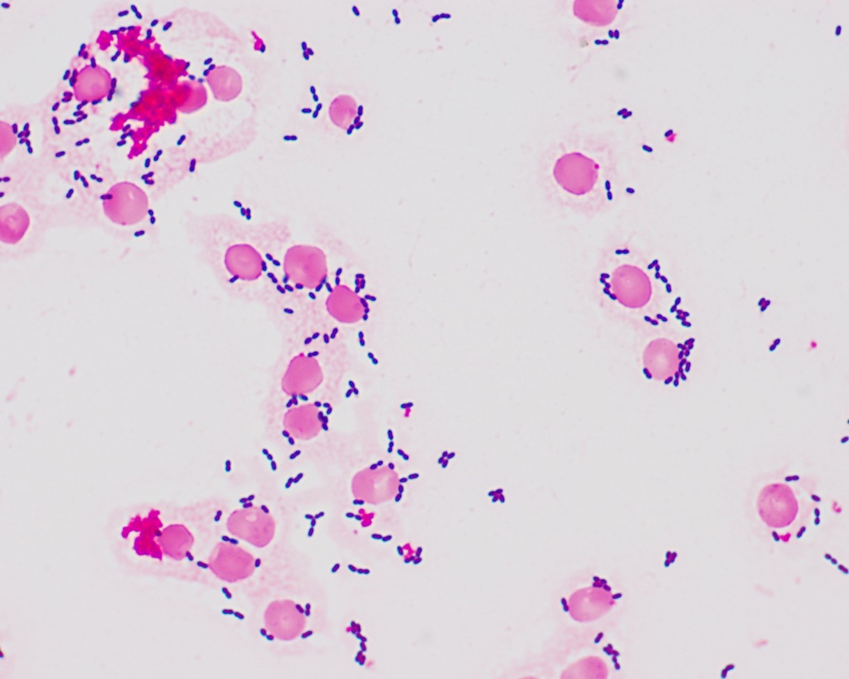 <p>What am i- gram stain, shape, arrangement</p>