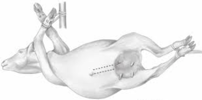 <p>tilted position - between dorsal or sternal recumbency and lateral recumbency</p>