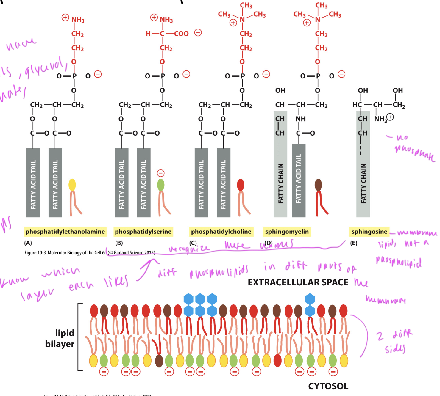 <p>phosphatidylethanolamine: on the cytosol side</p><p>phosphhatidylserine: on the cytosol side</p><p>phosphatidylcholine: mostly on the ECM side (inside the cell)</p><p>sphingomyelin: mostly on the ECM side (inside the cell)</p><p>sphingosine: membrane lipid that is not a phospholipid, and only has one tail</p><ul><li><p>ALL have 2 tails</p></li></ul><p></p>