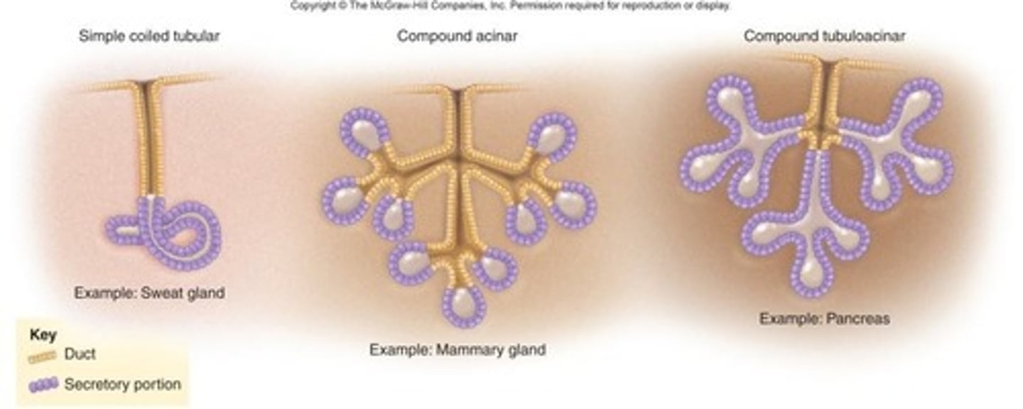<p>Glands that secrete substances through ducts to the outside of the body.</p>