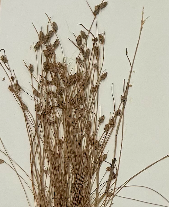 <p>Poales</p><p><span style="background-color: transparent;"><span>Cyperaceae</span></span></p>