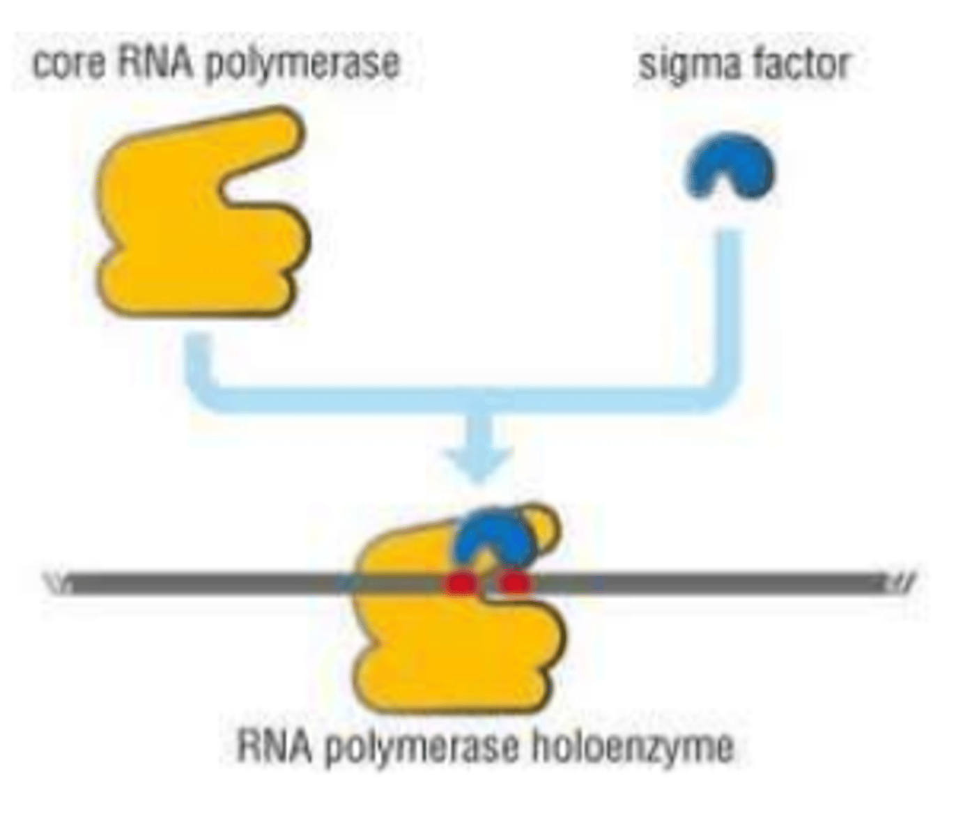 <p>proteins in prokaryotic cells that bind to RNA polymerase and direct it to specific classes of promoters</p>