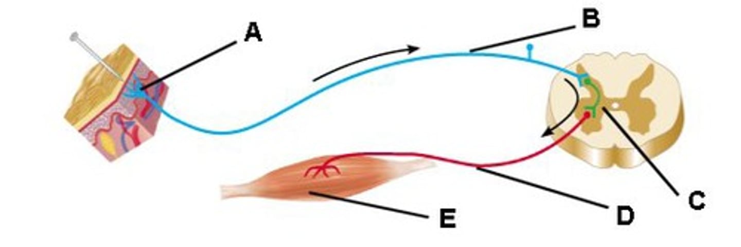 <p>Connect sensory and motor neurons</p>
