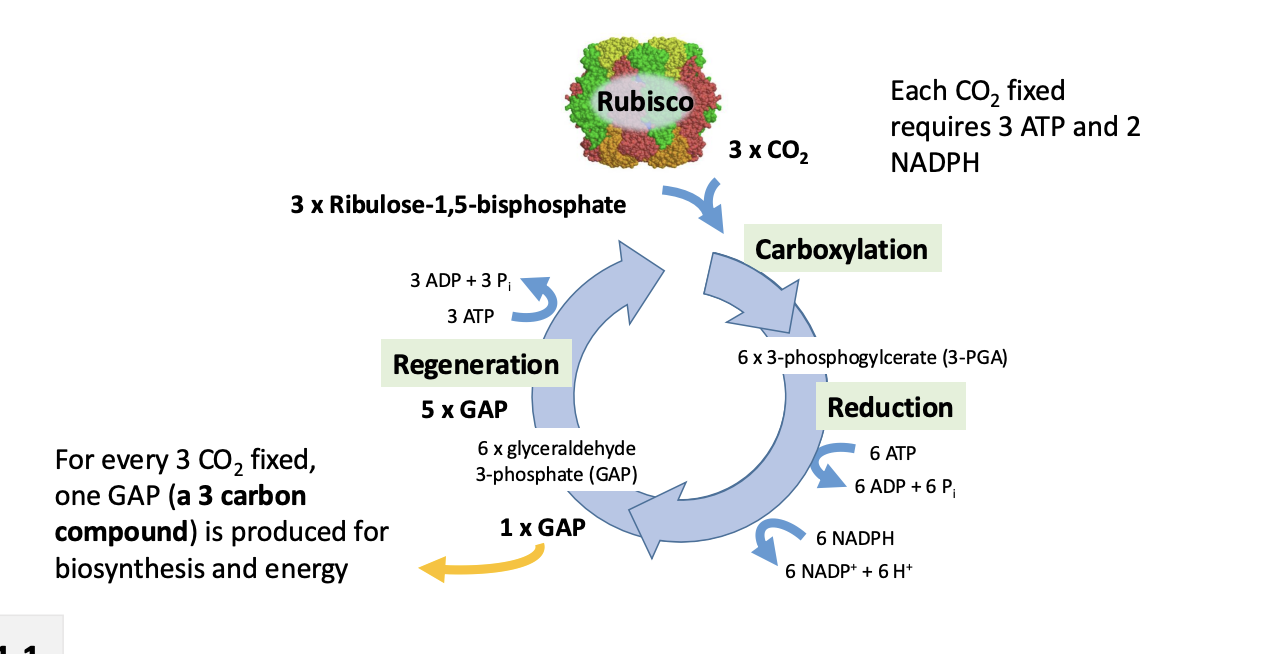 <ol><li><p>combines CO2 with a 5 carbon compound</p><ul><li><p>RuBP→ Ribulose 1,5-biphosphate</p></li></ul></li><li><p>Creates 3-PGA</p><ul><li><p>phosphoglyceric acid</p></li></ul></li></ol><p></p>
