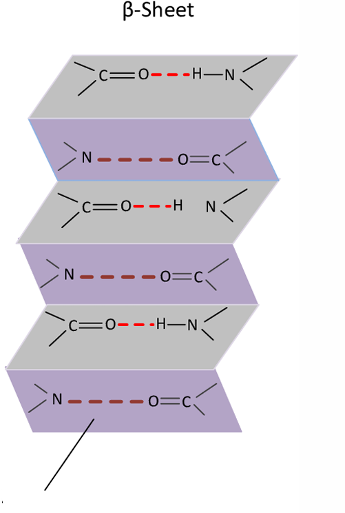 <ul><li><p>Pleats</p></li><li><p>Atoms</p></li></ul>