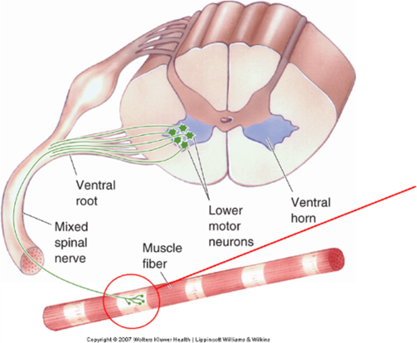 <p>Innervation is via a specialised synapse called the ...?</p>