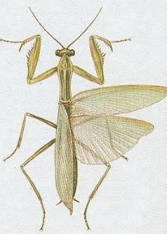 term image