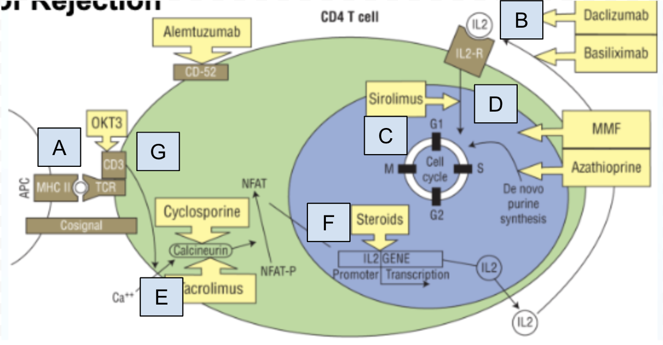 <p>Which step of T cell activation is Box C</p>