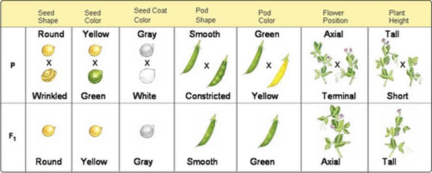 <p>showed dominant vs. recessive genes. (aa+ AA homozygous a+A heterozygous) (Disproved "Blending Theory")</p><p>Good choice because they were easy to grow, they grew fast and they reproduced sexually.</p><p>uses self fertilization and cross fertilization to disprove his predecessors</p><p>focused on traits with ONLY 2 ALLELES for his studies (either white or purple pea plants)</p><p>Used true breeding pea plants as his P1 generation for consistency sake.</p>