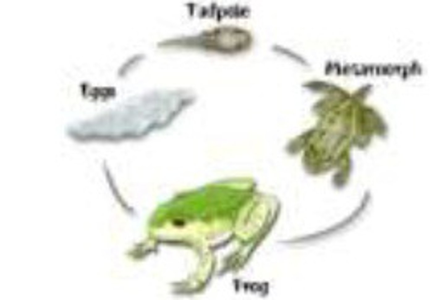 <p>This is the transition from aquatic larvae to terrestrial adult, controlled by hormones. The order goes egg, larvae, then adult. After egg, they gain gills and tail for swimming. As a larvae, or tadpole, they will develop limbs and get lungs. As adults, the tail will have been absorbed and can live completely on land. (This example is for frogs.)</p>